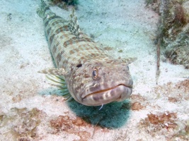 Sand Diver IMG 7309